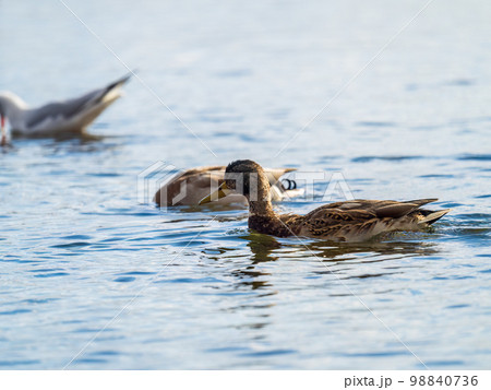 Mallard female Duck swims in the pond. Mallard female Duck swims in the pond. 98840736