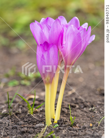 Autumn purple crocuses bloomed above the ground. 98840751