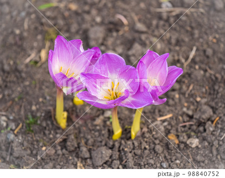 Autumn purple crocuses bloomed above the ground. 98840752
