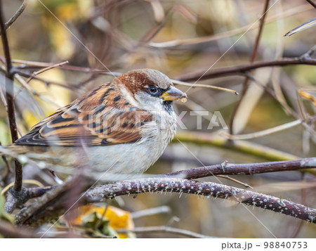 Sparrow sits on a branch without leaves. Sparrow sits on a branch without leaves. 98840753