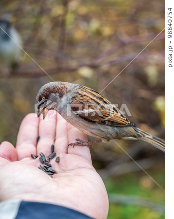 Sparrow eats seeds from a man's hand Sparrow eats seeds from a man's hand 98840754