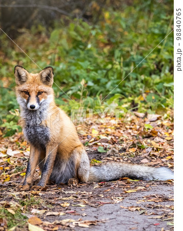 Close up of a red fox Vulpes vulpes, sitting on a path in the forest. 98840765