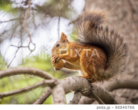 The squirrel with nut sits on tree in the autumn. Eurasian red squirrel, Sciurus vulgaris. The squirrel with nut sits on tree in the autumn. Eurasian red squirrel, Sciurus vulgaris. 98840766
