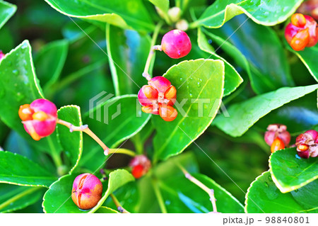 オレンジ色のマサキの実（冬、十二月） 98840801