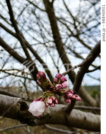 桜 咲き始めと蕾の近影 桜 咲き始めと蕾の近影 98840931