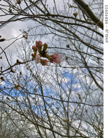 桜 咲き始めと蕾の近影 桜 咲き始めと蕾の近影 98840935
