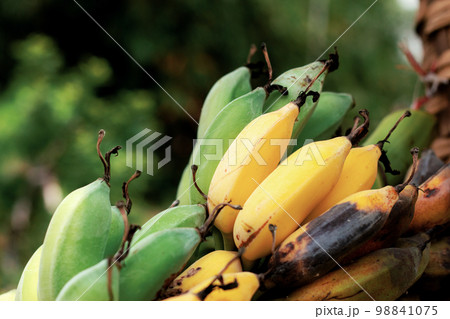 Banana ripe and rotten in farm. 98841075