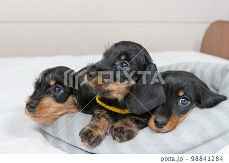 Cute puppies of a wire-haired dachshund are lying on the bed. Portrait of dogs. 98841284