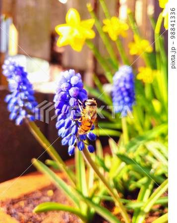 ムスカリと蜂 ブドウのような花を咲かせる球根植物 ムスカリと蜂 ブドウのような花を咲かせる球根植物 98841336
