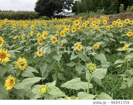 8月中旬、埼玉県所沢市三ヶ島の所沢ひまわり畑の沢山のひまわりです。 98841356