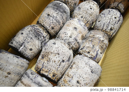 田芋 (Okinawa) 田芋 (Okinawa) 98841714