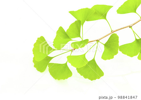緑色のイチョウの葉 98841847