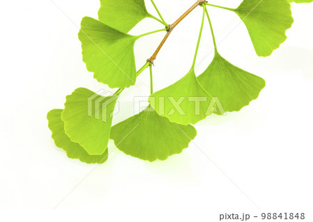 緑色のイチョウの葉 98841848