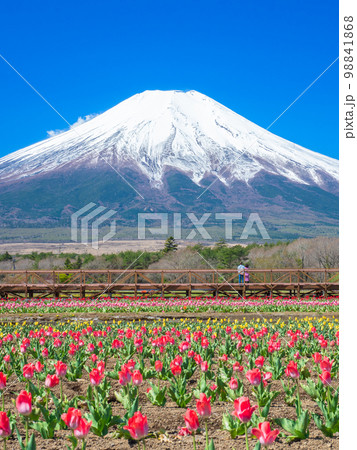 4月山梨・山中湖村　富士山と山中湖花の都公園のチューリップ 98841868