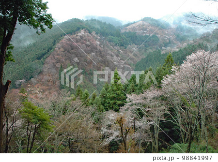 春のイメージ 春霞が立ちこめた吉野山上千本の山桜 春のイメージ 春霞が立ちこめた吉野山上千本の山桜 98841997