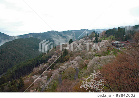 春のイメージ　春霞が立ちこめた吉野山上千本の山桜 98842002