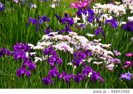 菖蒲田の菖蒲満開 98842066