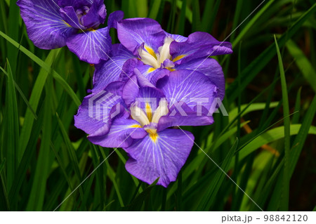 菖蒲田の菖蒲満開 98842120