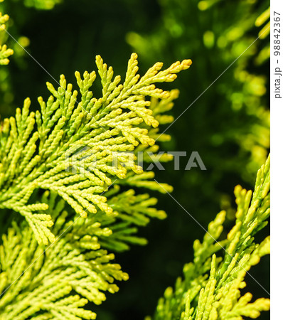 Close-up of a green yellow juniper branches. Natural background. High quality photo Close-up of a green yellow juniper branches. Natural background. High quality photo 98842367