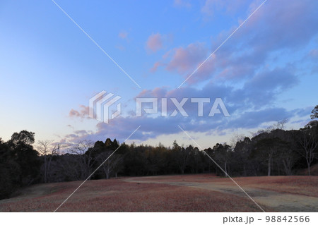 夕暮れの空　雲　木 98842566