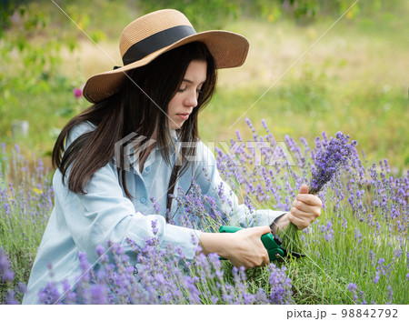Young woman cutting bunches of lavender 98842792