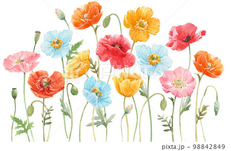 Beautiful composition with watercolor hand drawn colorful poppy flowers. Stock illustration. 98842849