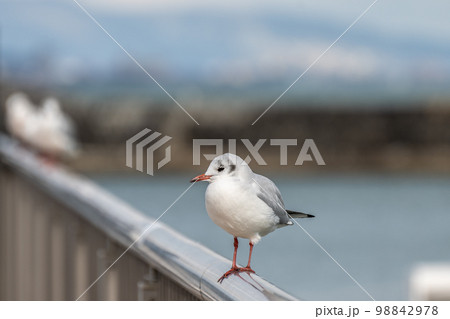 ユリカモメ 98842978