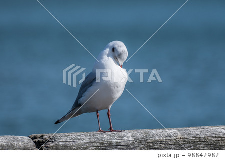 ユリカモメ 98842982