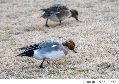 ヒドリガモ 98842997