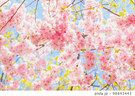Pink Cherry tree sakura blossom in bright sunshine. Beautiful flower a lot, background texture full frame, spring time. Pink Cherry tree sakura blossom in bright sunshine. Beautiful flower a lot, background texture full frame, spring time. 98843443