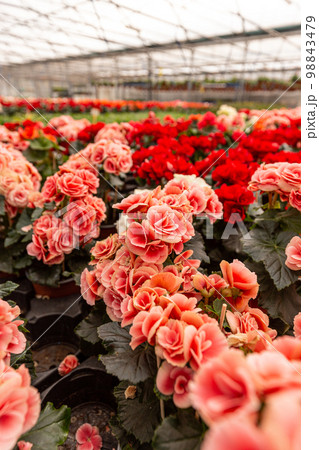 Begonia Elatior house plant 98843479