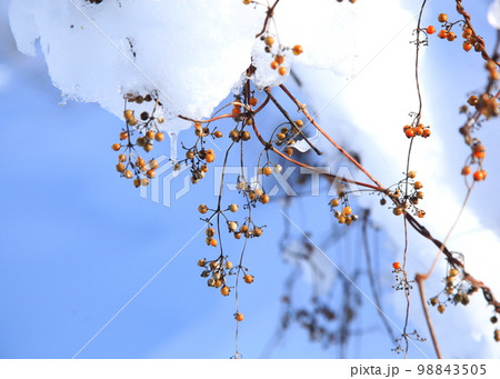 サオトメバナ（ヘクソカズラ）の種 98843505