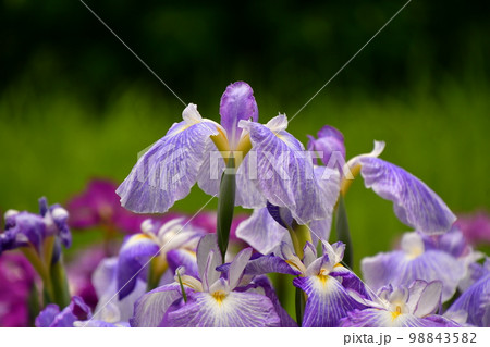 菖蒲田の菖蒲満開 98843582