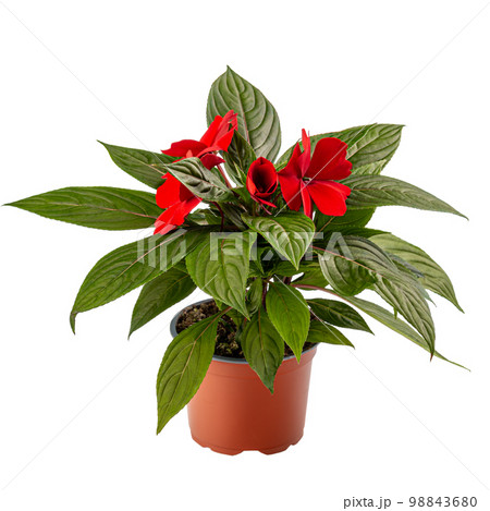 Impatiens walleriana or Zanzibar balsam Impatiens walleriana or Zanzibar balsam 98843680