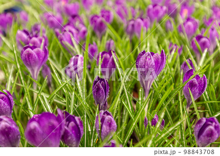 Spring crocus flowers Spring crocus flowers 98843708