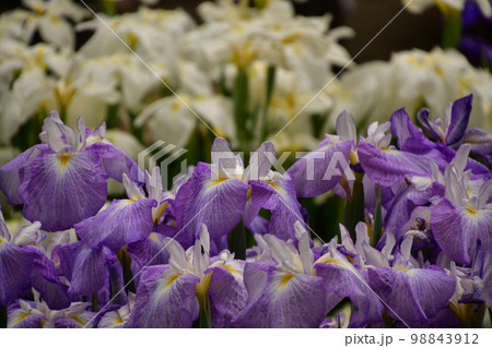 菖蒲田の菖蒲満開 98843912