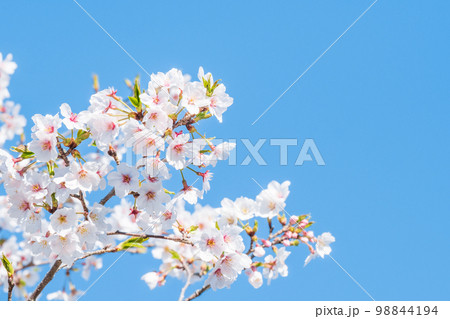 桜 98844194