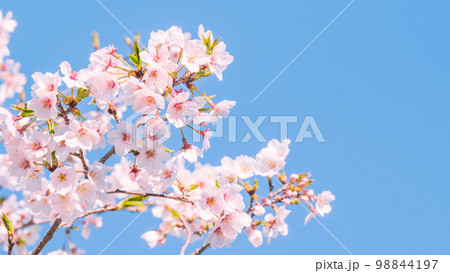桜 98844197