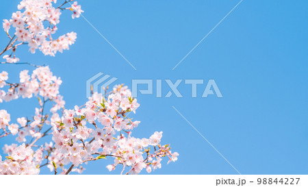 桜 98844227