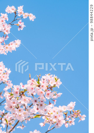 桜 桜 98844229