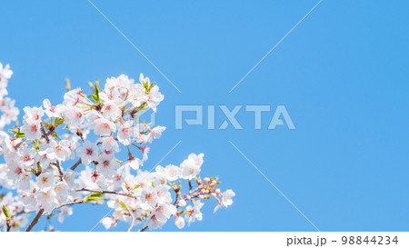 桜 桜 98844234