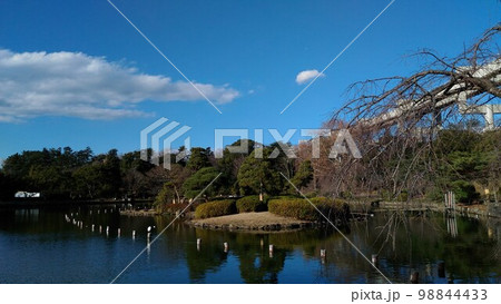 千葉公園綿打池中の島の上の青い空と白い雲 98844433
