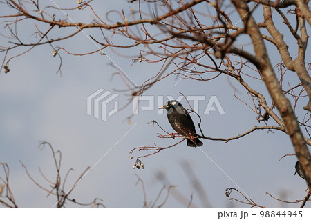 枝に止まるムクドリ 98844945