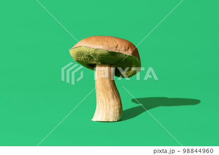 Boletus edulis mushroom isolated on a green background. Boletus edulis mushroom isolated on a green background. 98844960