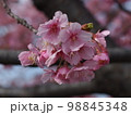満開の河津桜 98845348