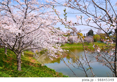 大阪　春の鶴見緑地公園 98845349