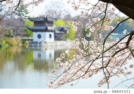 大阪　春の鶴見緑地公園 98845351