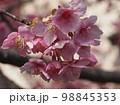 満開の河津桜 98845353