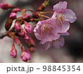 満開の河津桜 98845354