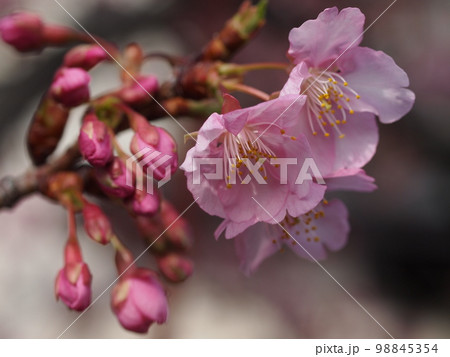 満開の河津桜 98845354